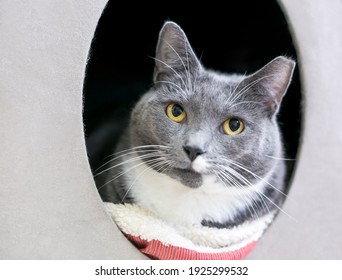 A gray and white shorthair cat with its left ear tipped, relaxing in a covered pet bed