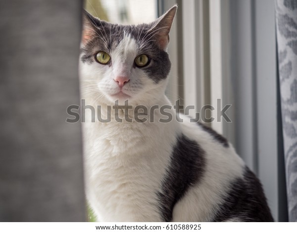 Gray White Spotted Cat Animals Wildlife Stock Image