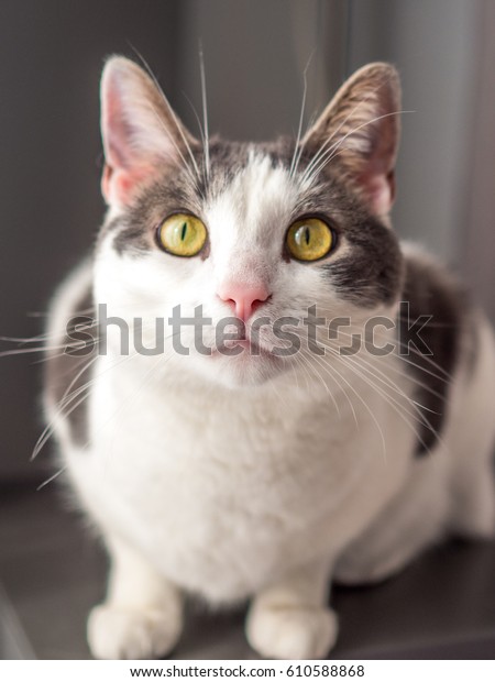 Gray White Spotted Cat Looking Camera Stock Photo Edit Now 610588868