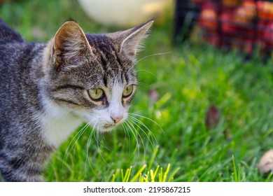 Gray And White Tabby Cat On Green Grass Outdoor In Nature. Shallow Depth Of Field Portrait