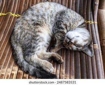 A gray and white tabby cat sleeping peacefully curled up on a wooden surface. - Powered by Shutterstock