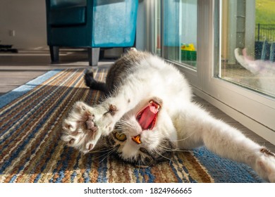 A gray and white tabby cat stretches and yawns as he lays on his back in front of a large window. - Powered by Shutterstock
