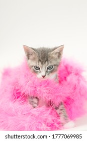 338 Cat feather boa Images, Stock Photos & Vectors | Shutterstock