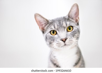 A Gray And White Tabby Shorthair Cat With Bright Yellow Eyes Looking At The Camera With A Head Tilt