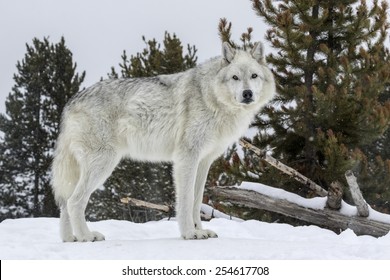 1,915 North american gray wolf Images, Stock Photos & Vectors ...