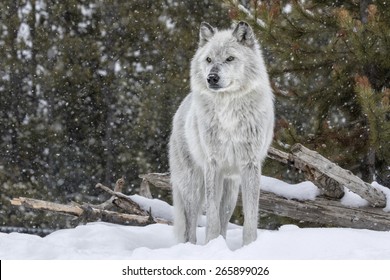 1,915 North american gray wolf Images, Stock Photos & Vectors ...