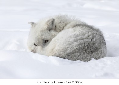 Gray Wolf