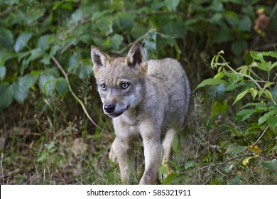 Gray Wolf