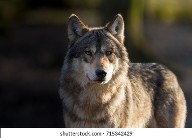 Gray Wolf