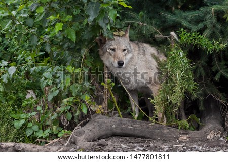 gray wolf approaches the village (Little Red Riding Hood)
 A she-wolf (female wolf) against the background of summer greenery.