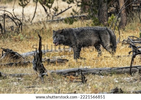 Gray wolf, black morph, Yellowstone National Park, Wyoming