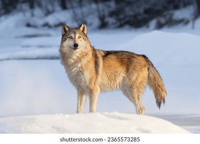 Gray Wolf (Canis lupus) at day break. Bathed in golden morning sunlight, as it stands poised in cold winter snow and ice. Large canid mammal in morning light. Taken in controlled conditions  - Powered by Shutterstock