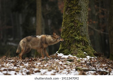 Gray Wolf, Canis Lupus In Forest In Winter Day. Animal In Nature Habitat. Wolf Sniffing For Prey.