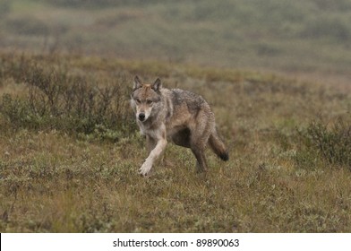 5,381 Wolf alaska Images, Stock Photos & Vectors | Shutterstock