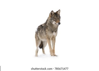 Gray Wolf (canis Lupus) Isolated On Snow On A White Background