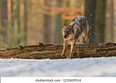 Wolf Jumping Images, Stock Photos & Vectors | Shutterstock