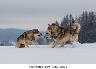 Gray Wolf (Canis Lupus), The Pack Is Fighting