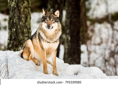 Gray wolf, Canis lupus, sitting and looking in camera with snow and forest in the background.