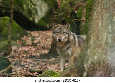 1,695 Gray Wolf Habitat Images, Stock Photos & Vectors 