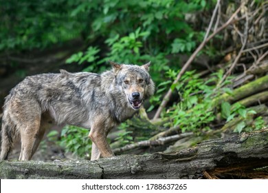 240 Wolf pack force Images, Stock Photos & Vectors | Shutterstock