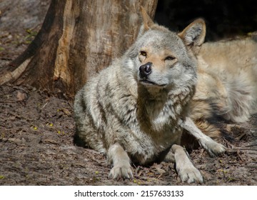 Gray Wolf Close-up. A Wild Animal In Nature. Predator.