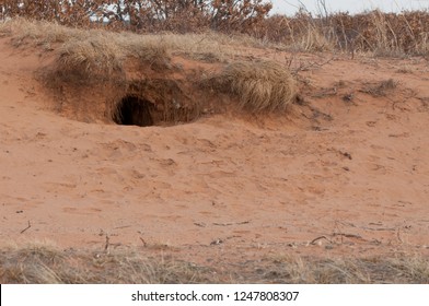 Gray Wolf Den, Wisconsin Taken In The Wild Agnieszka Bacal.