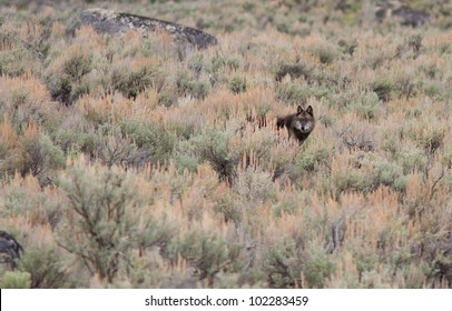 Gray Wolf Early Spring In Yellowstone