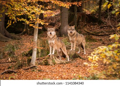 The Gray Wolf, Europe