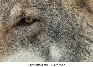 Gray Wolf Eye Close Up