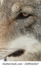 Gray Wolf Eye Close Up