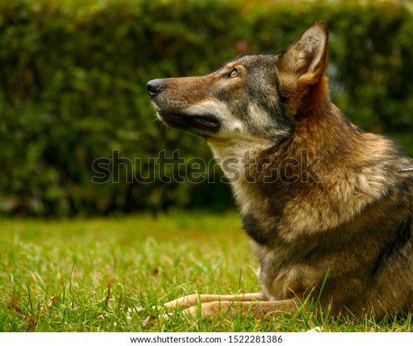 Gray Wolf Face Close Portrait Stock Photo 1522281386 | Shutterstock