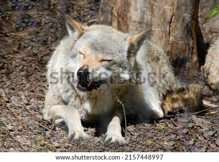 The gray wolf is gnawing on a stick. A predatory animal in the wild close-up.