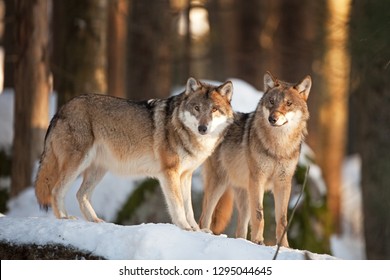 Gray Wolf, Grey Wolf, Canis Lupus