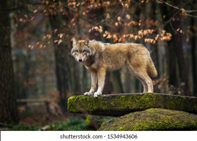 Gray Wolf Or Grey Wolf (Canis Lupus) In Europe