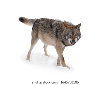  gray wolf with a grin is isolated on a white background.