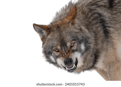  gray wolf with a grin is isolated on a white background.