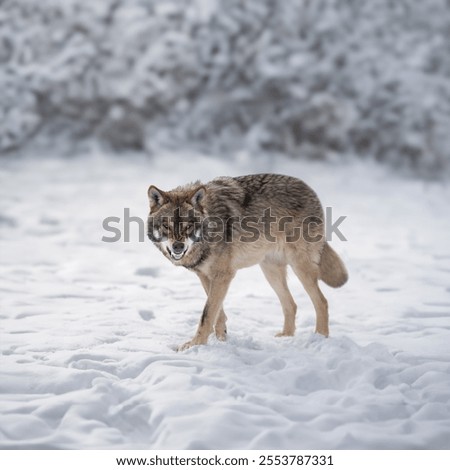Gray Wolf growling on white snow