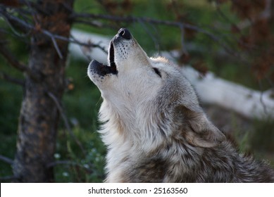 Gray Wolf Howling