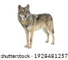 fur wolf