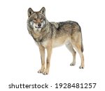 Gray wolf isolated on white background