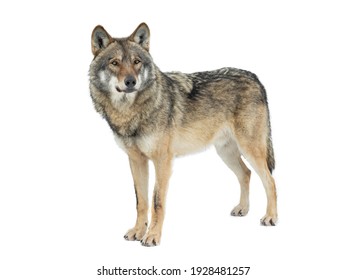Серый волк, изолированный на белом фоне