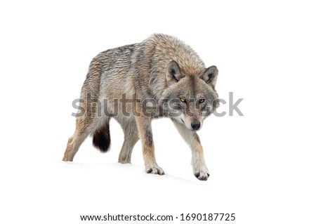 Gray Wolf is isolated on a white background.