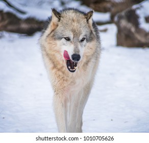 Gray Wolf Licking Its Lips