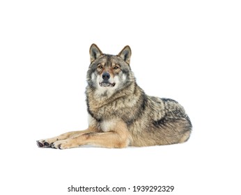 Gray Wolf Lies On The Snow Isolated On White Background