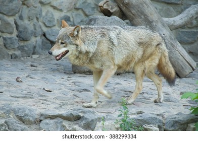 The Gray Wolf Is On The Rocks