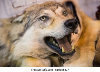 Europeanwolf Images, Stock Photos & Vectors | Shutterstock