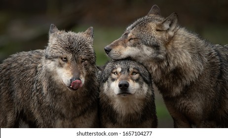 Gray Wolf Pack In Forest