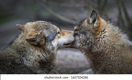 Gray Wolf Pack In Forest