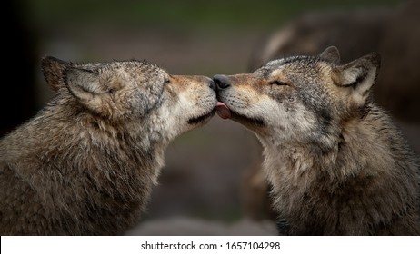 Gray Wolf Pack In Forest