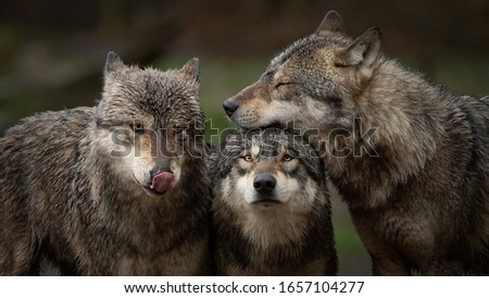 gray wolf pack in forest